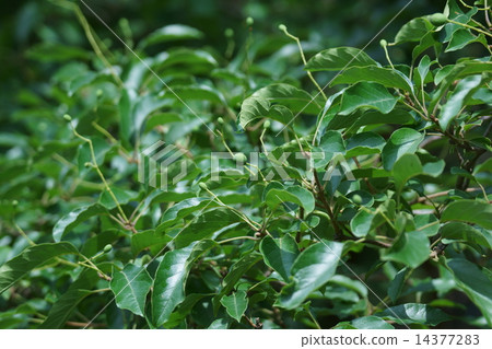 它被稱為Nanja Monja真葉的樹。 14377283