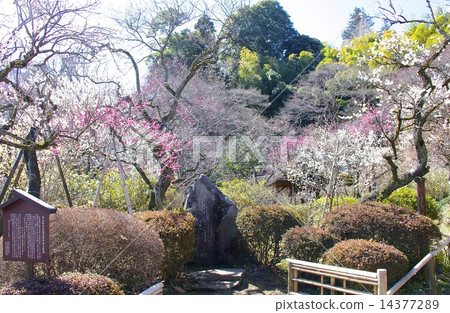 Bamboo garden Bamboo garden 14377289