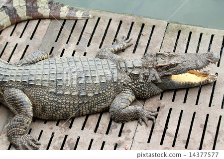 Crocodile 14377577