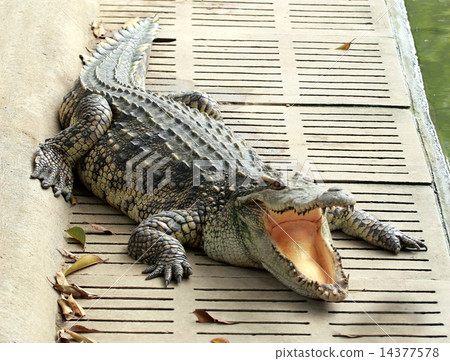 Crocodile 14377578