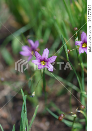 我的名字是Garden Stone。 我的名字是Garden Stone。 14377593
