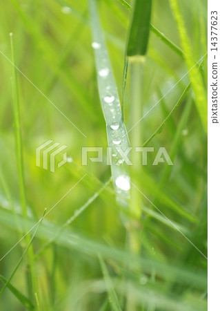 Dew on grass 14377623