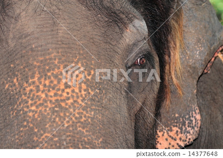 Elephants face close up 14377648