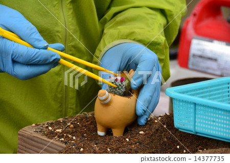 Planting cactus 14377735