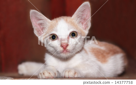 Thai kitten Thai kitten 14377758
