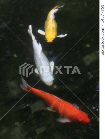 Koi fish Koi fish 14377759