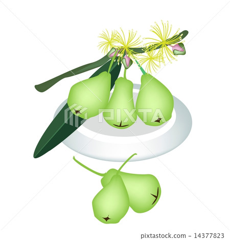 Green Water Apple on A White Plate 14377823