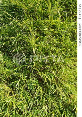 Daimei竹子（Kairakuen / Ibaragi縣水戶市三河） 14378159