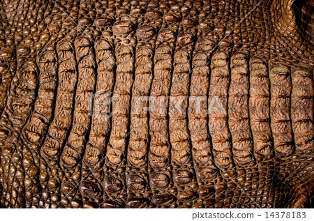 crocodile leather texture background crocodile leather texture background 14378183