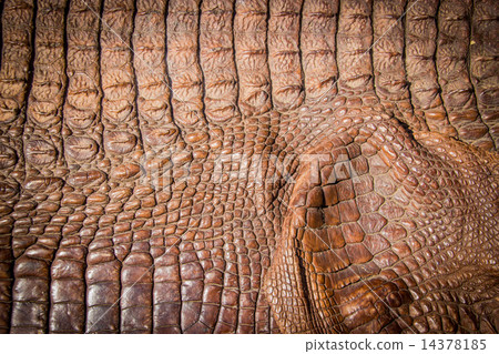 crocodile leather texture background crocodile leather texture background 14378185