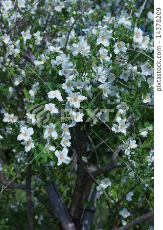 I am called Baiku Soroki Bikkatsuki. I am called Baiku Soroki Bikkatsuki. 14378209