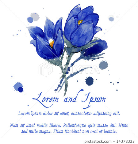 Watercolor Style Vector Illustration of Snowdrops  14378322