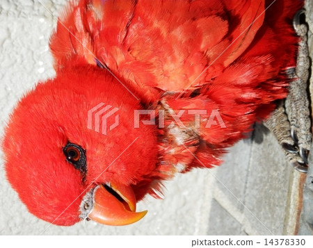 Red Heinko 14378330