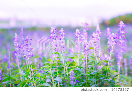 Blue Salvia (salvia farinacea) flowers blooming in the garden Blue Salvia (salvia farinacea) flowers blooming in the garden 14378367