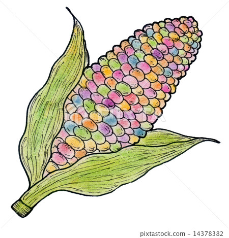 Colorful corn Colorful corn 14378382