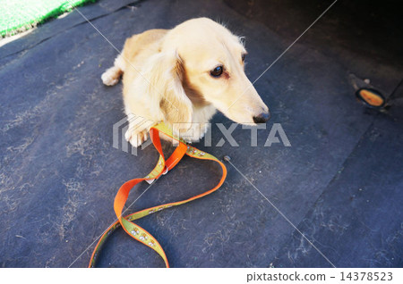 Miniature dachshund / female / 10 years old Miniature dachshund / female / 10 years old 14378523