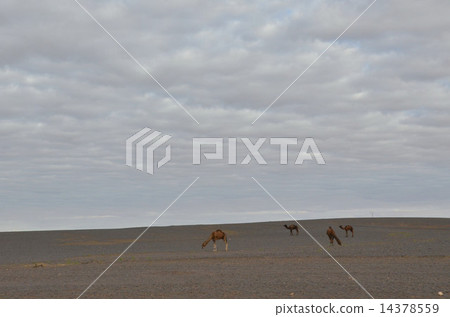 Wild 1 cob relaxing in the Sahara Desert 14378559