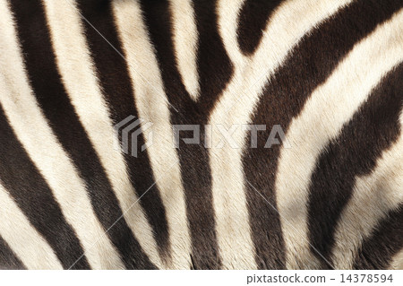 斑馬圖案 斑馬圖案 14378594