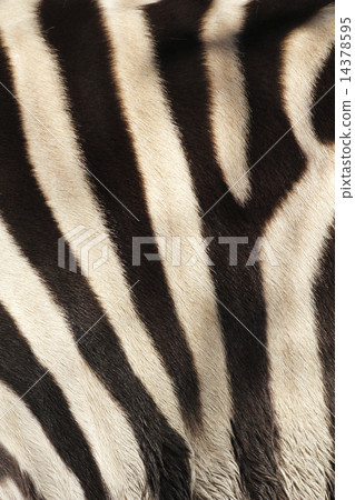 斑馬圖案 斑馬圖案 14378595