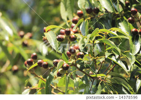 橡子樹 橡子樹 14378596