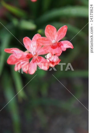 Himehimeigami iris Himehimeigami iris 14378624