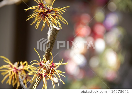 Bamboo garden 14378641