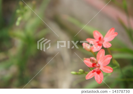 Himehimeigami虹膜 14378730