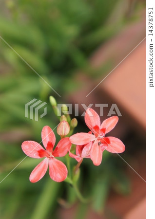 Himehimeigami虹膜 14378751