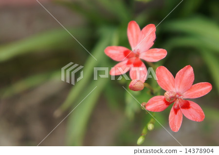 Himehimeigami iris Himehimeigami iris 14378904