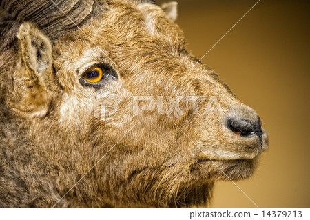 Chamois deer in the rocks background 14379213