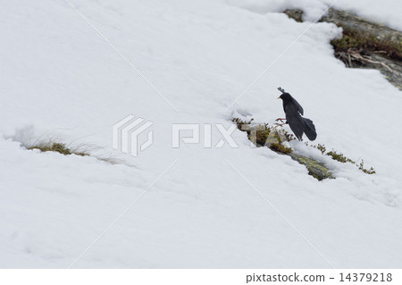 Raven while jflying on white snow 14379218
