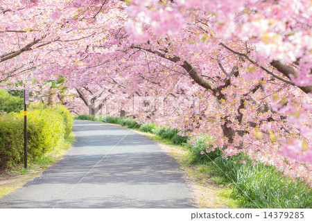 Minami's cherry tree 14379285