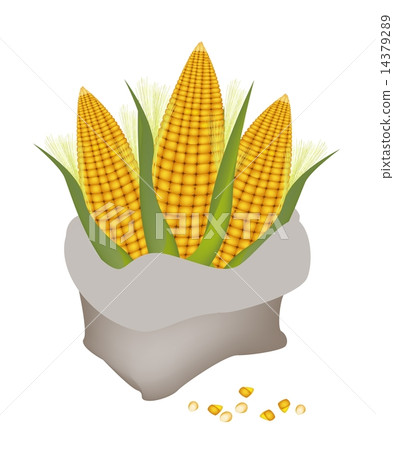 A Pile of Fresh Corn in A Sack A Pile of Fresh Corn in A Sack 14379289