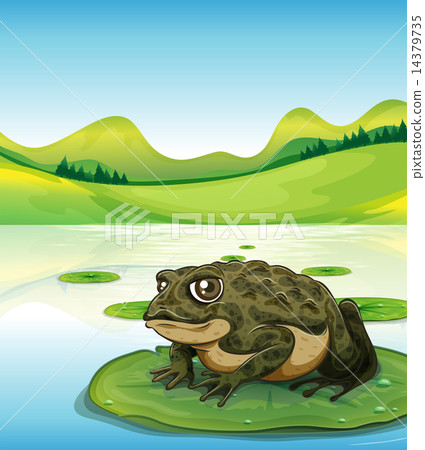 Frog and pond Frog and pond 14379735