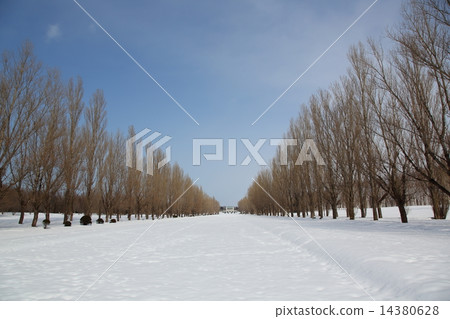 Winter fine poplar trees Winter fine poplar trees 14380628
