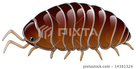 A woodlouse A woodlouse 14381324