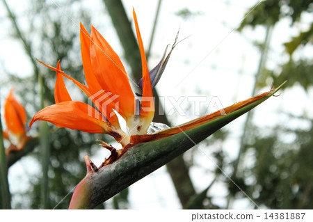 Bird of Paradise 14381887