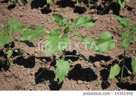 Growth process of sunflower Growth process of sunflower 14381940