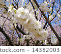 Bamboo flower in full bloom 14382003
