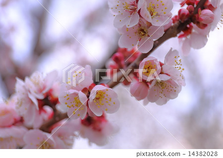 梅花 14382028