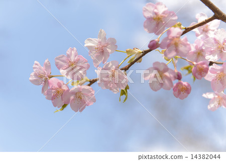 Kawazu cherry tree 14382044
