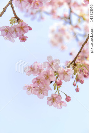 河津櫻花 14382046