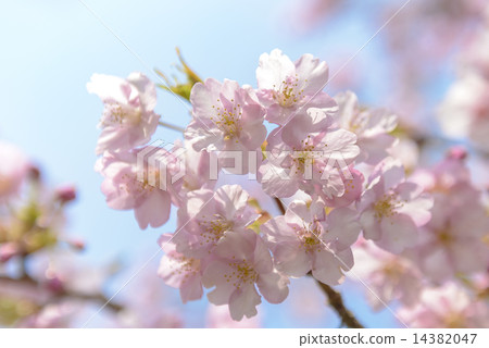 河津櫻花 河津櫻花 14382047