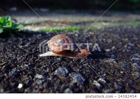 snails  14382454