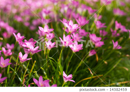 beautiful purple rain lily flower in the garden 14382459