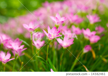 beautiful purple rain lily flower in the garden 14382461
