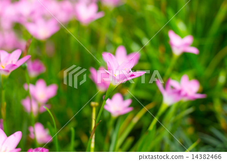 beautiful purple rain lily flower in the garden beautiful purple rain lily flower in the garden 14382466