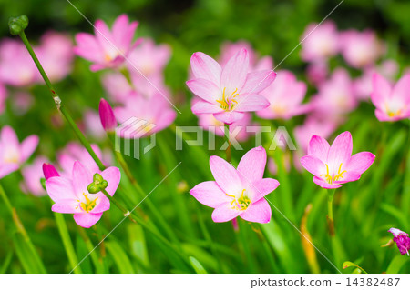 Beautiful rain lily flower. (Zephyranthas sp.) 14382487
