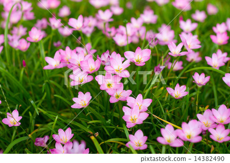 Beautiful rain lily flower. (Zephyranthas sp.) Beautiful rain lily flower. (Zephyranthas sp.) 14382490