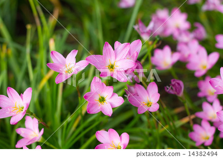 Beautiful rain lily flower. (Zephyranthas sp.) Beautiful rain lily flower. (Zephyranthas sp.) 14382494